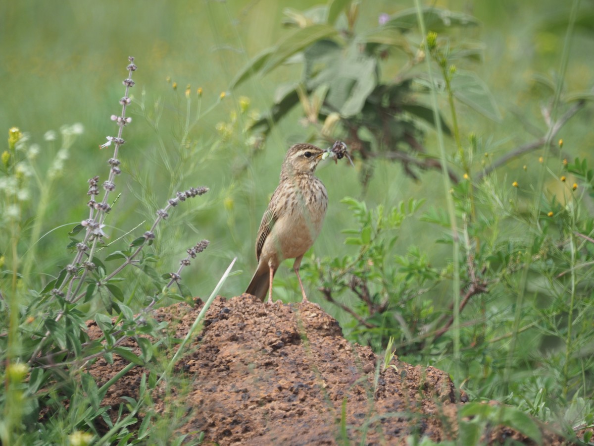 Long-billed Pipit (Nairobi) - ML572016631