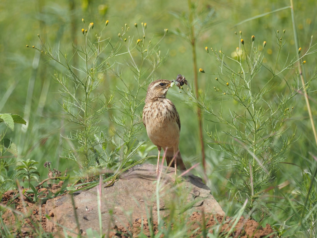 Long-billed Pipit (Nairobi) - Adrian Hinkle