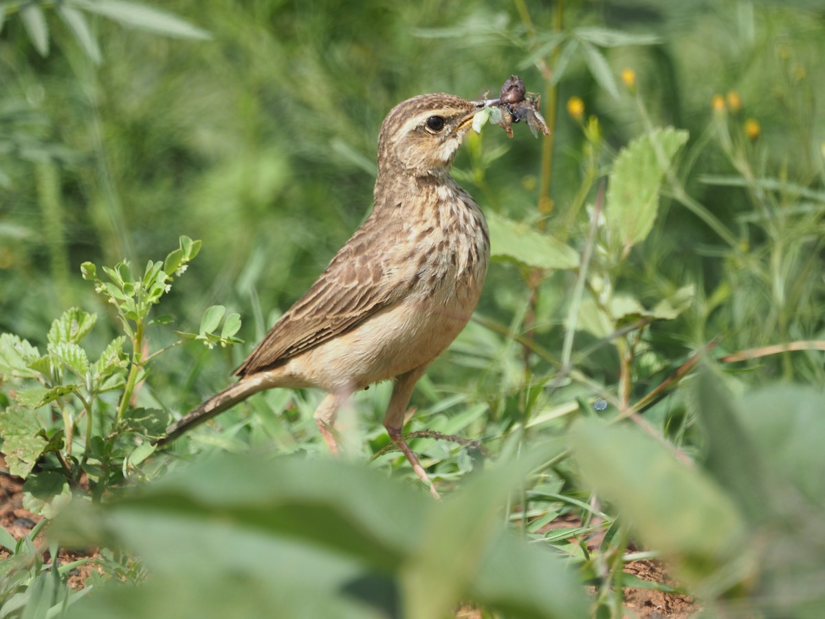 Long-billed Pipit (Nairobi) - ML572016661