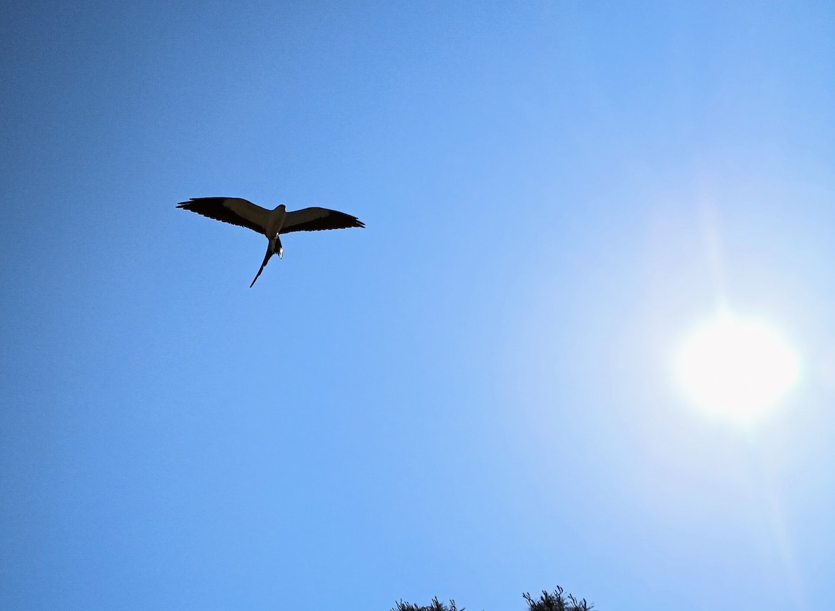 Swallow-tailed Kite - ML572017371