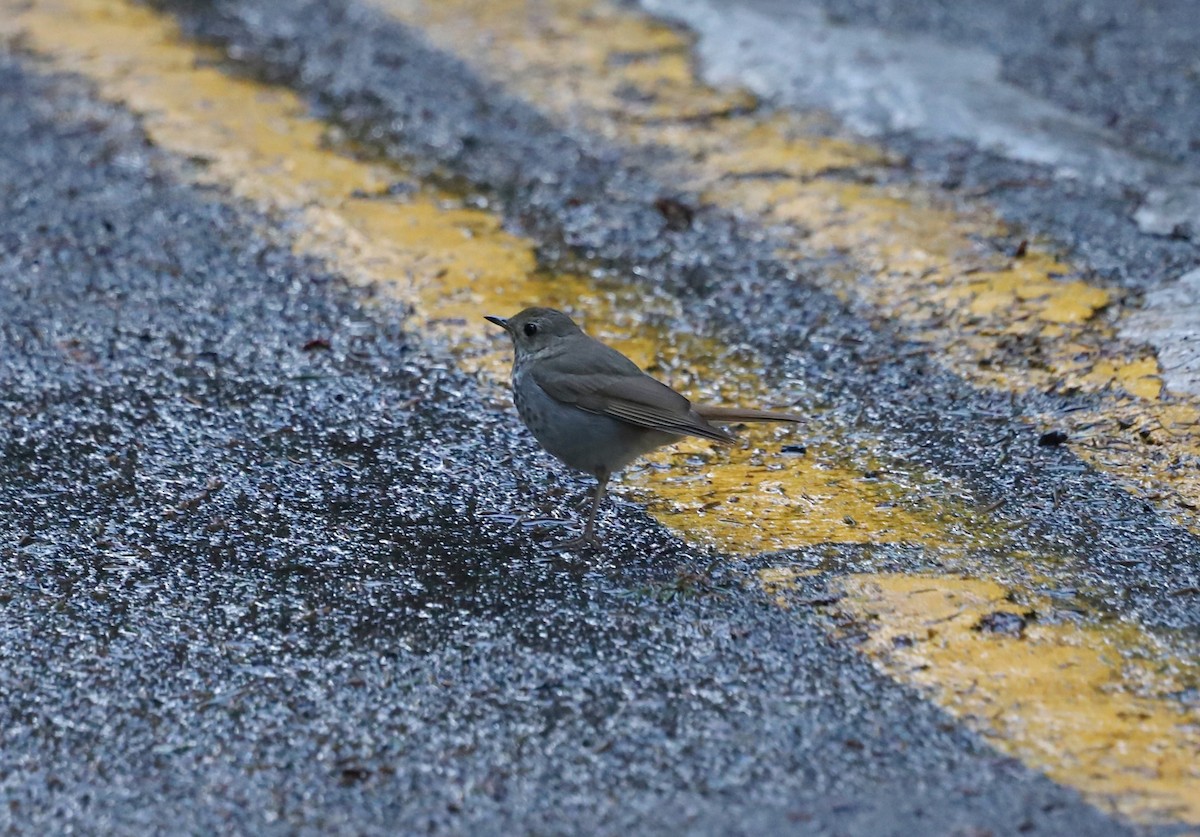 Hermit Thrush (guttatus Group) - ML572018471