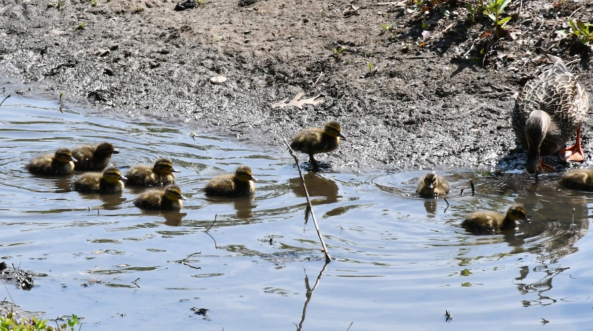 Canard colvert - ML572018851