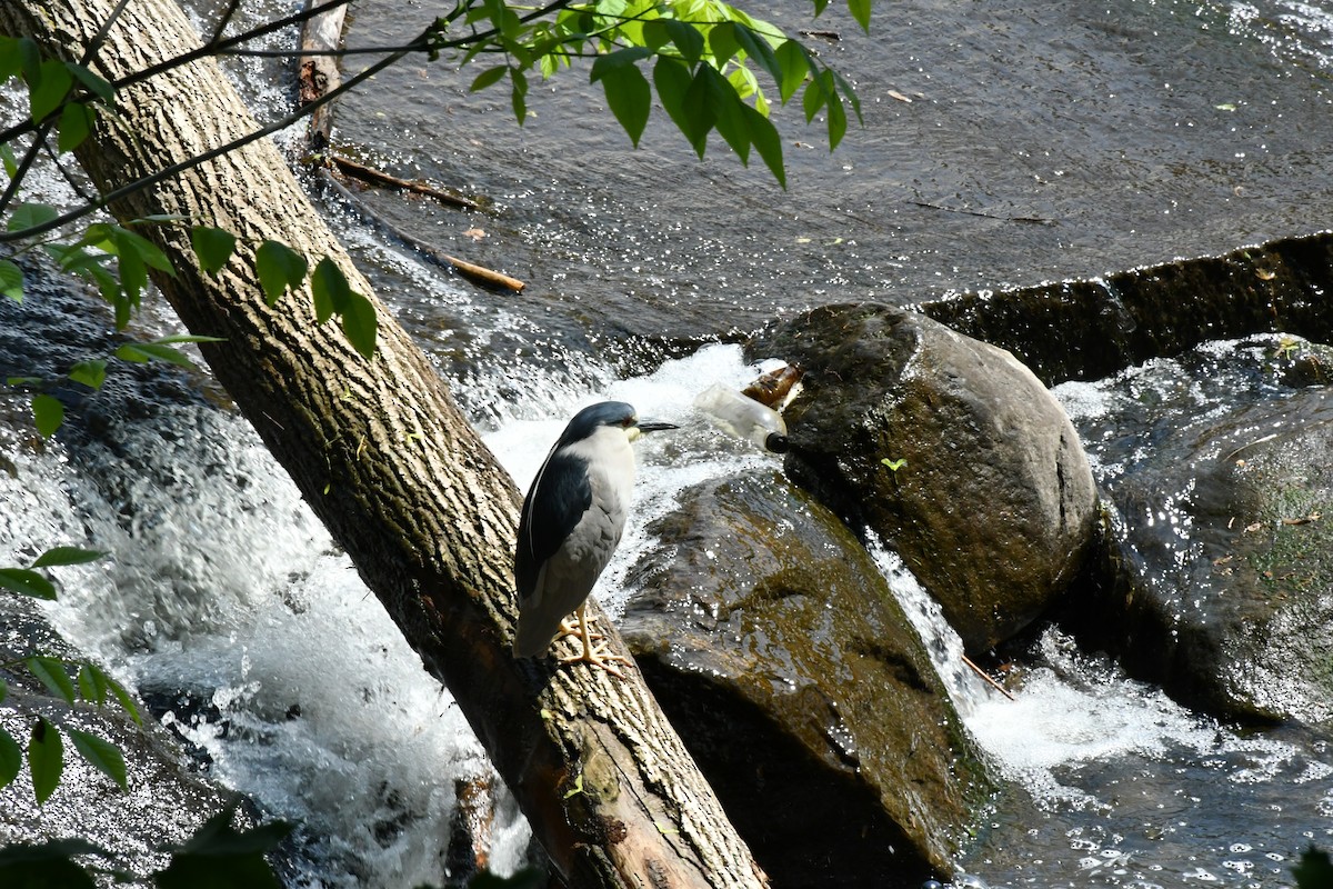 Black-crowned Night Heron - ML572018951