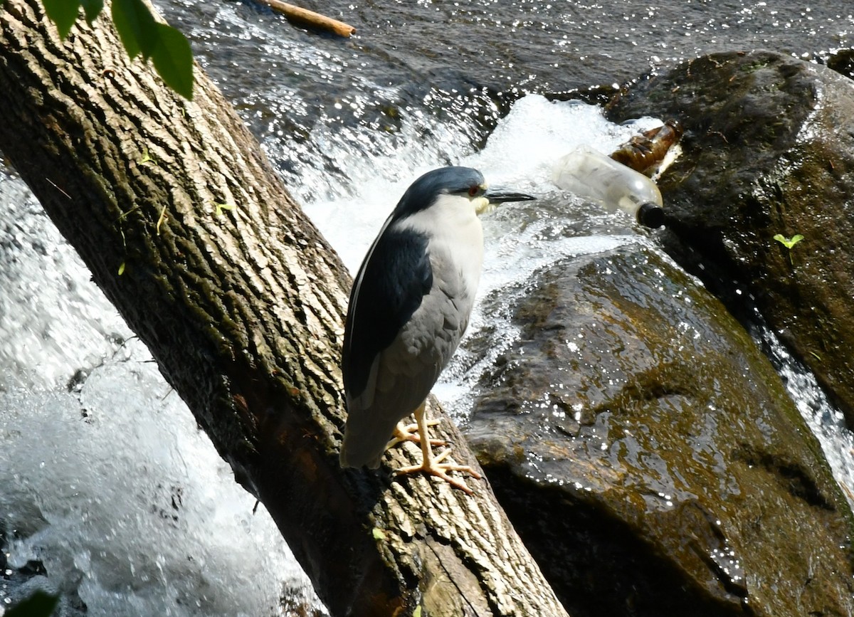 Black-crowned Night Heron - ML572019131