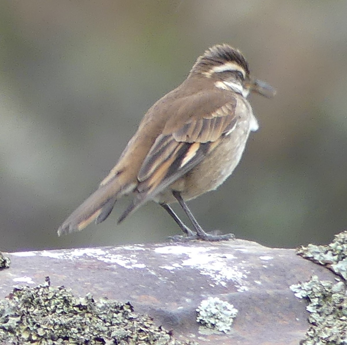 Chestnut-winged Cinclodes - Robin Duska