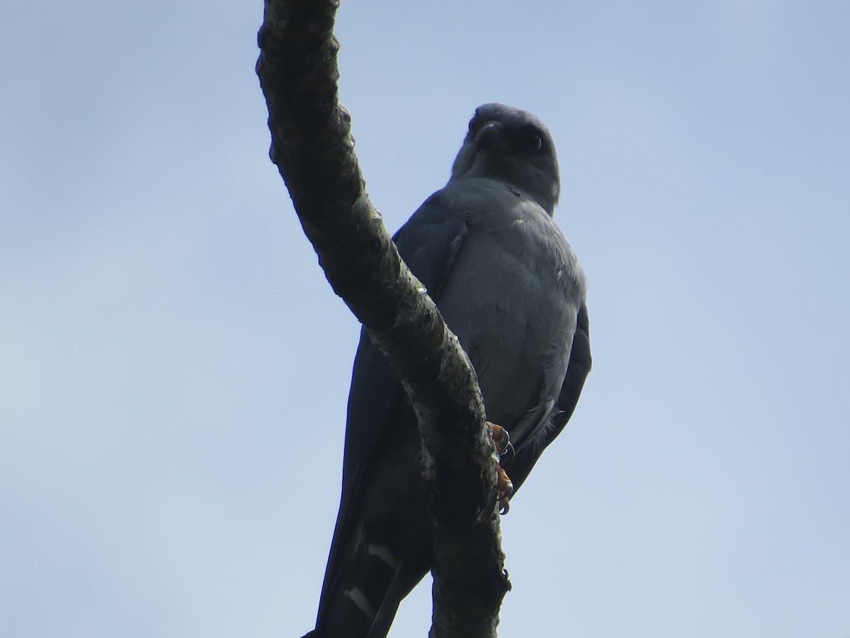 Plumbeous Kite - ML572019191