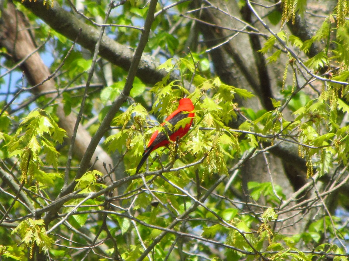 Scarlet Tanager - Barbara Taylor