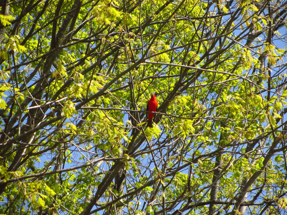 Scarlet Tanager - Barbara Taylor