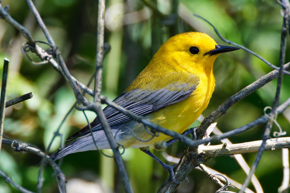Prothonotary Warbler - ML572020721