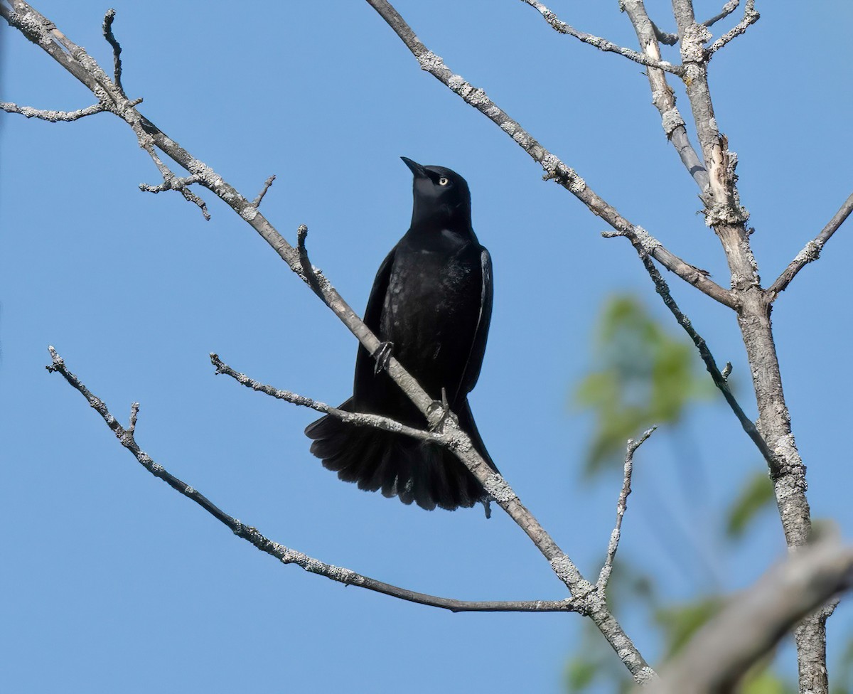 Rusty Blackbird - ML572021641