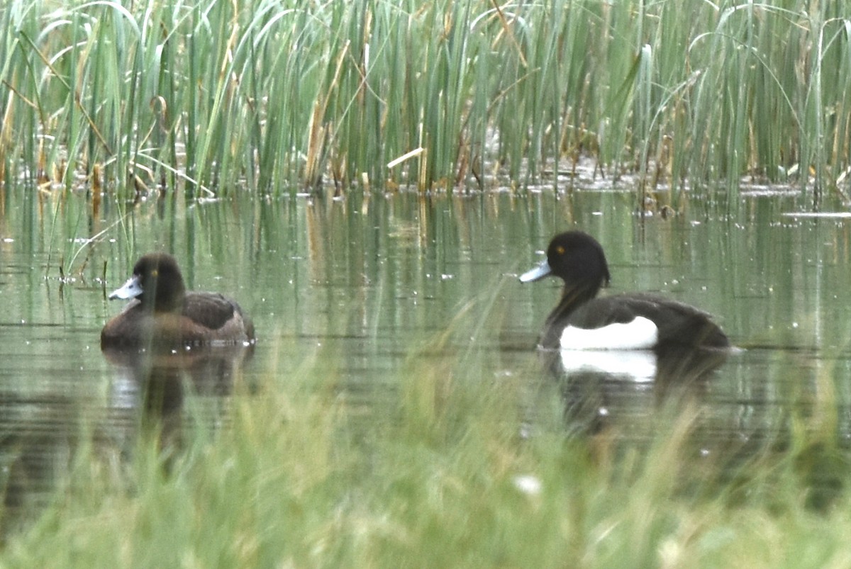 鳳頭潛鴨 - ML572021721