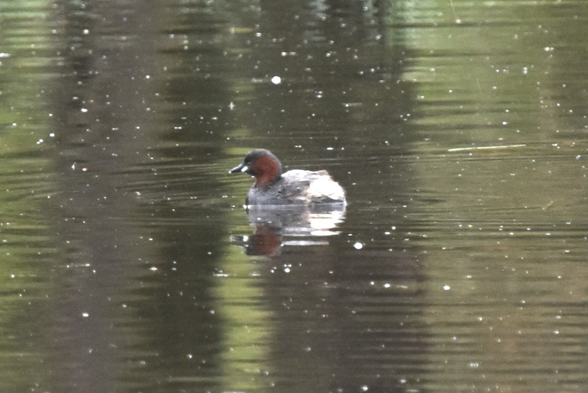 Little Grebe - Blair Whyte