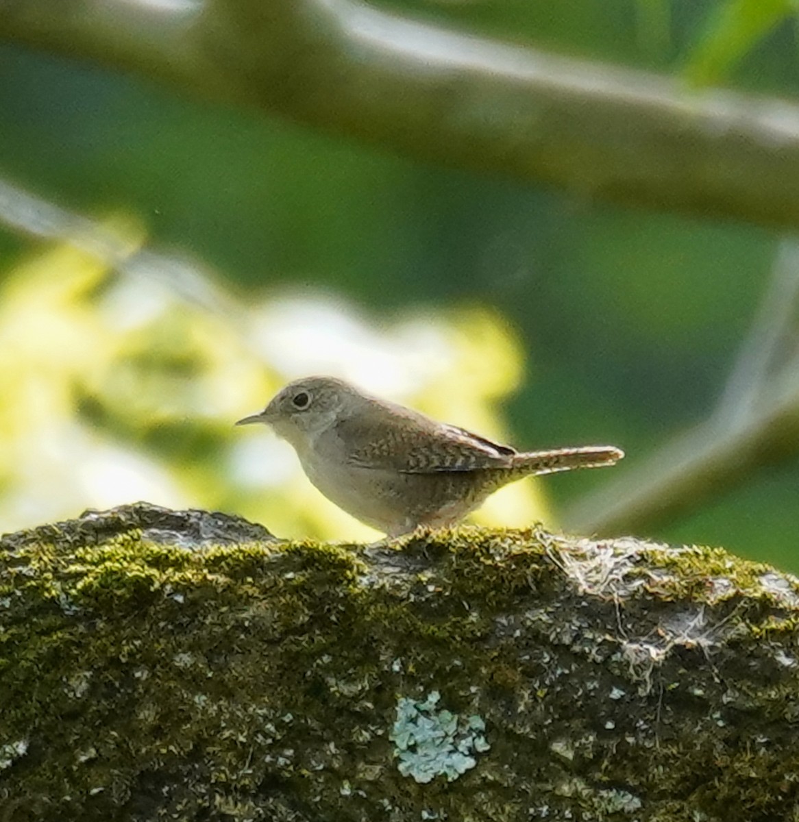 Northern House Wren - Haoning Gong