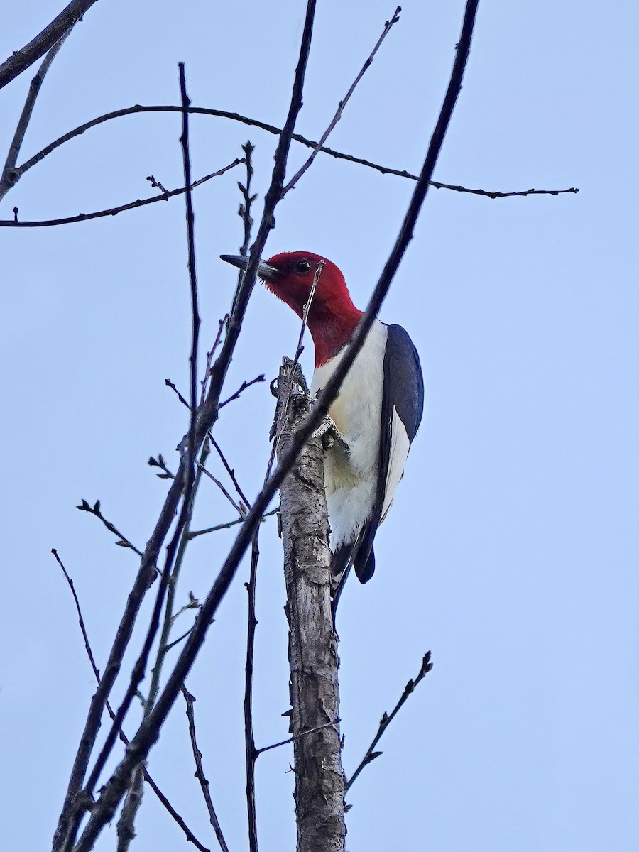 Red-headed Woodpecker - ML572022371