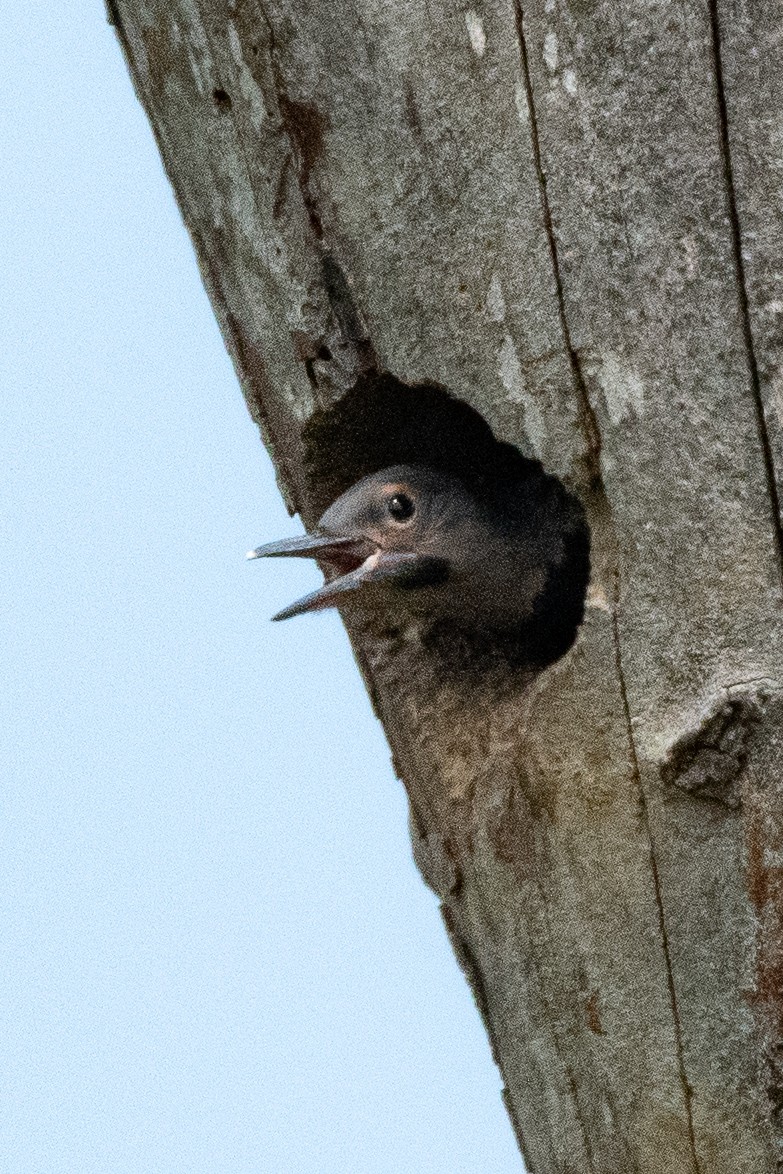 Northern Flicker - ML572022731