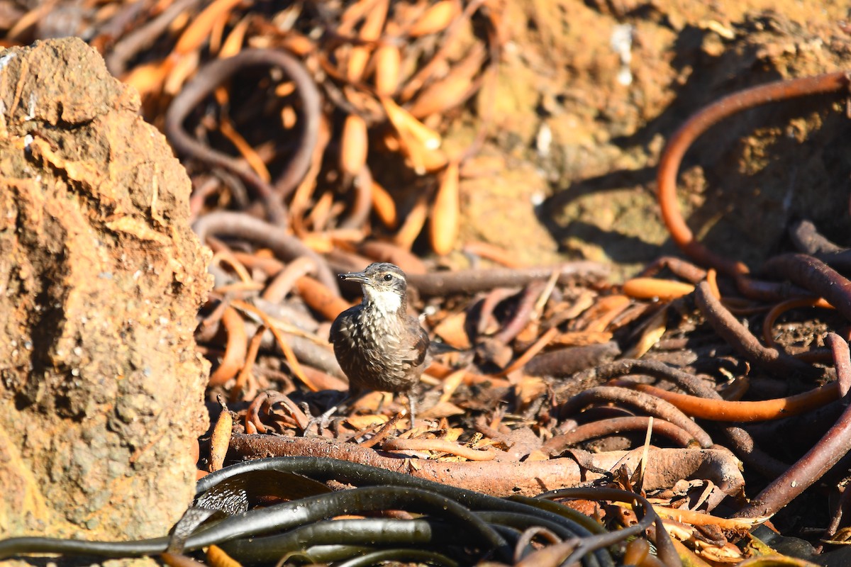 Seaside Cinclodes - ML572023051