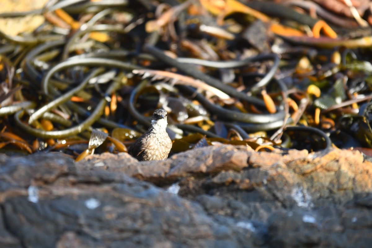 Seaside Cinclodes - ML572023061