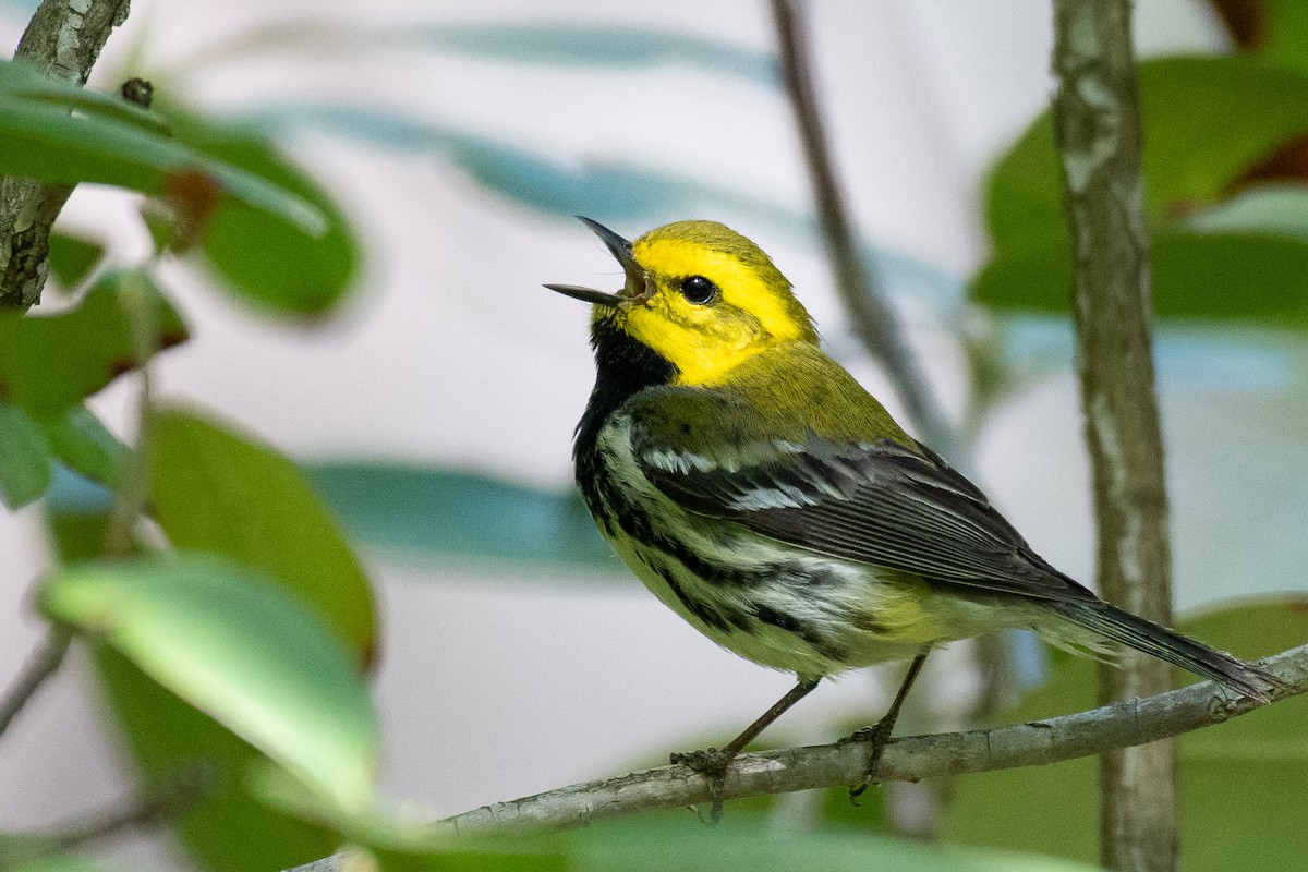 Black-throated Green Warbler - Jing Zhang