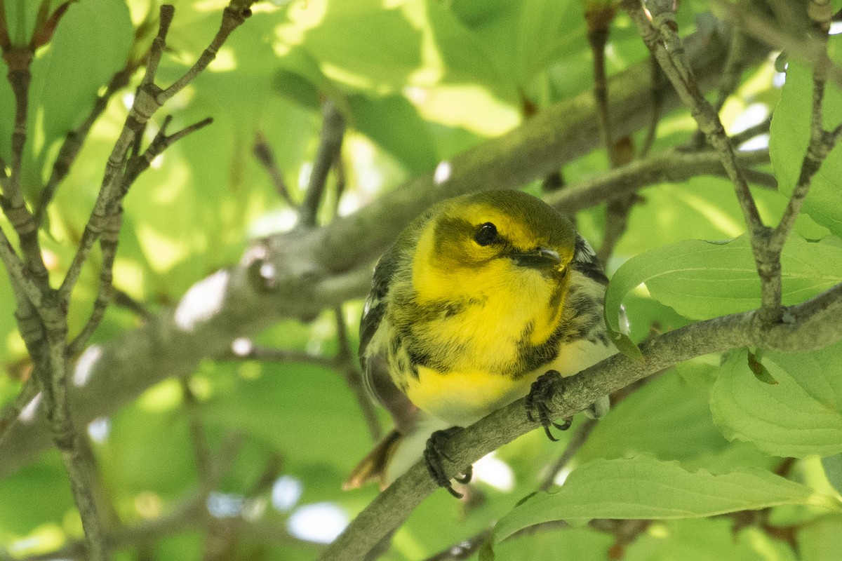Black-throated Green Warbler - Jing Zhang