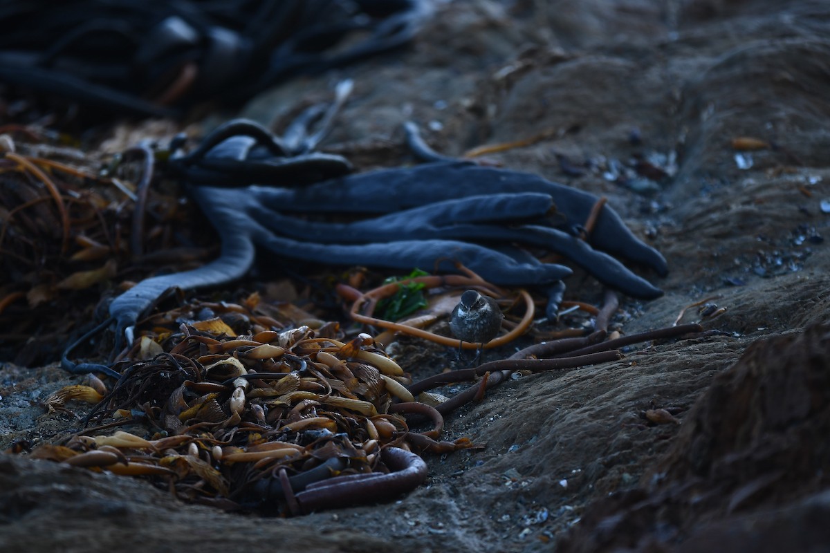 Gray-flanked Cinclodes - ML572023311