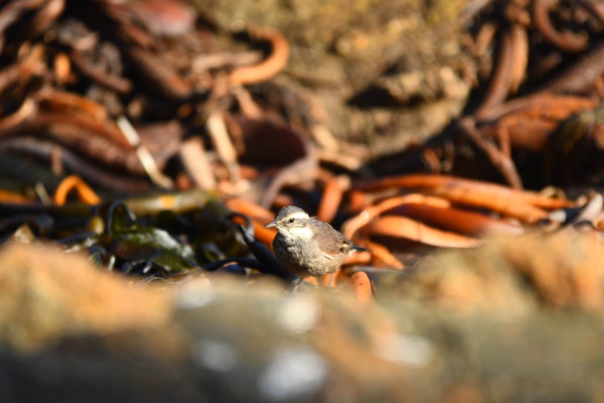 Gray-flanked Cinclodes - ML572023321