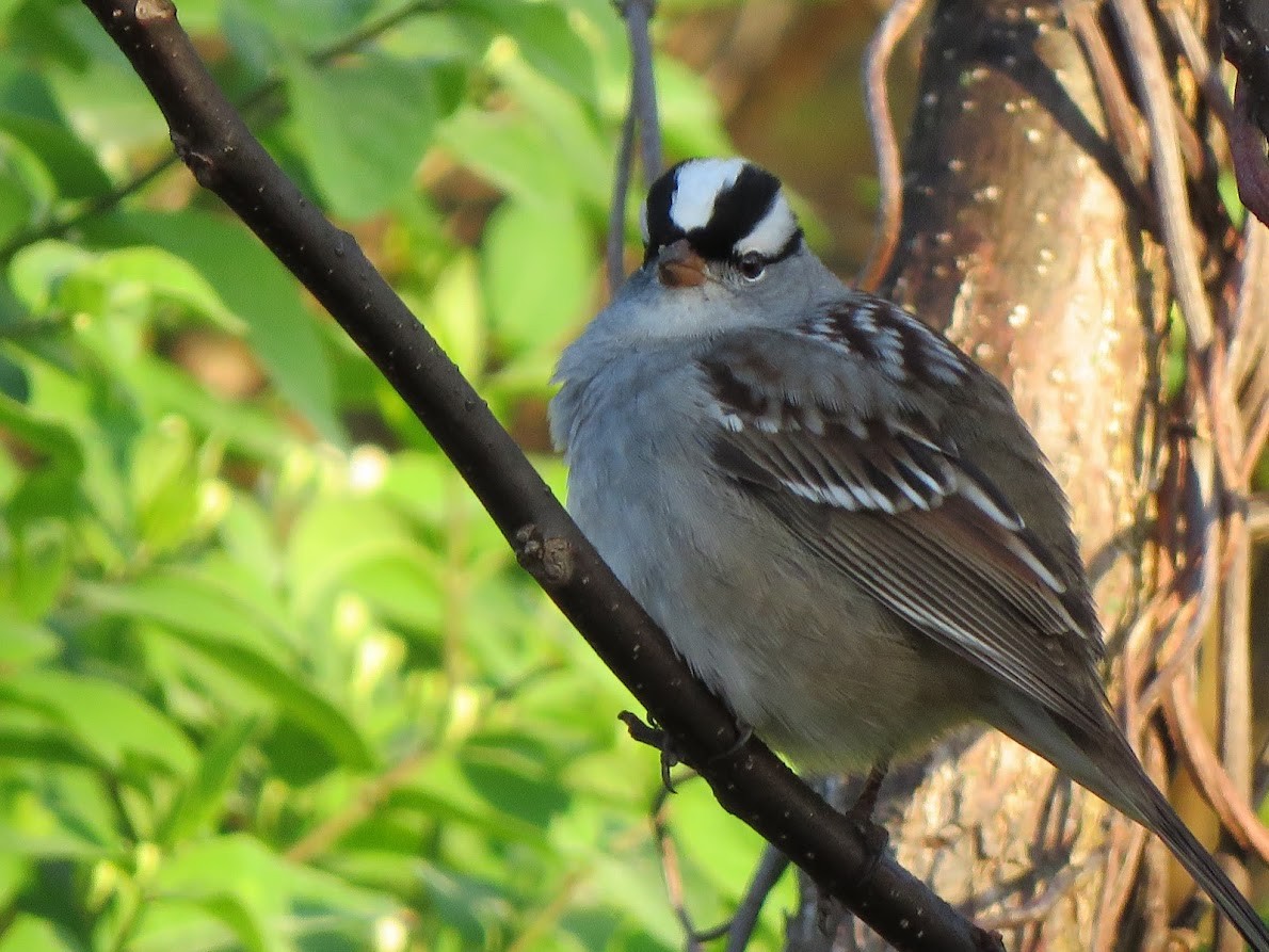 White-crowned Sparrow - ML572023951