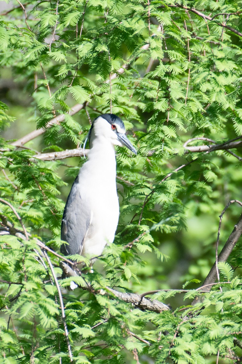 Black-crowned Night Heron - Jing Zhang