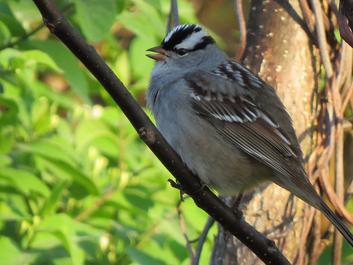 White-crowned Sparrow - ML572024051
