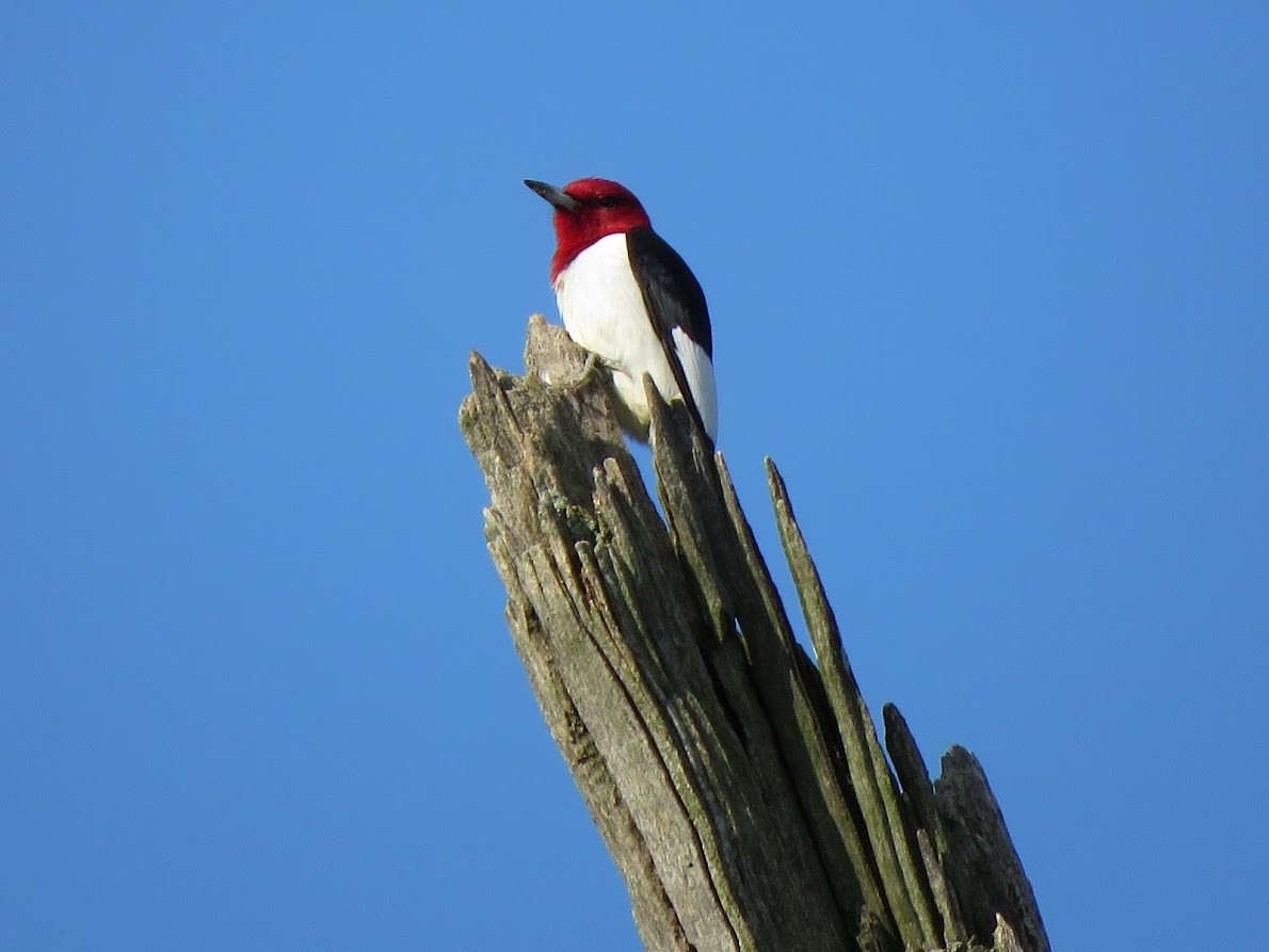 Red-headed Woodpecker - ML572024391