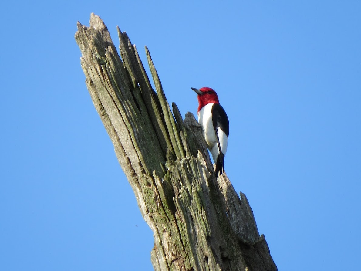 Red-headed Woodpecker - ML572024481