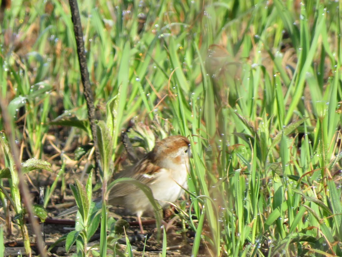 Field Sparrow - ML572024671