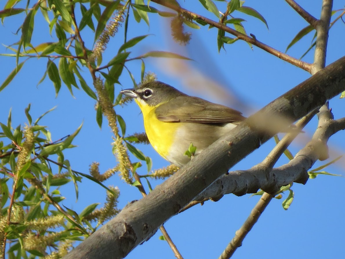 Yellow-breasted Chat - ML572024871