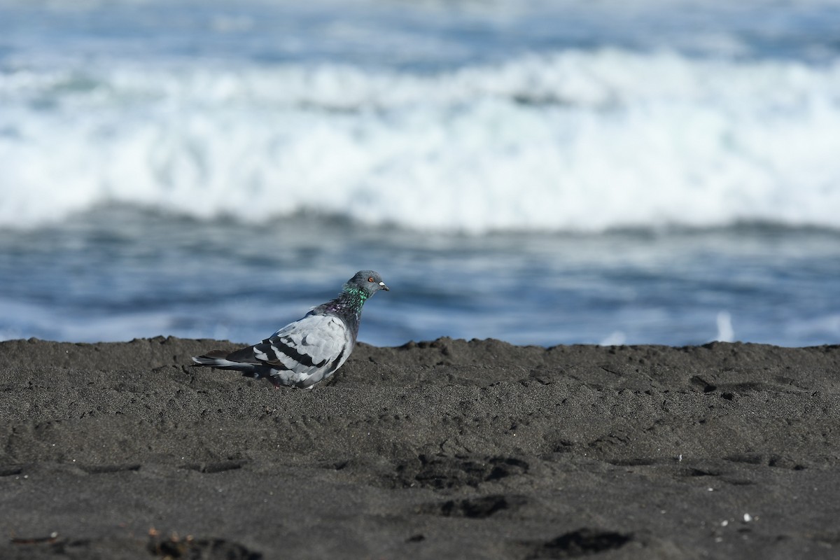 Хөхвөр тагтаа (суурин газрын) - ML572024901