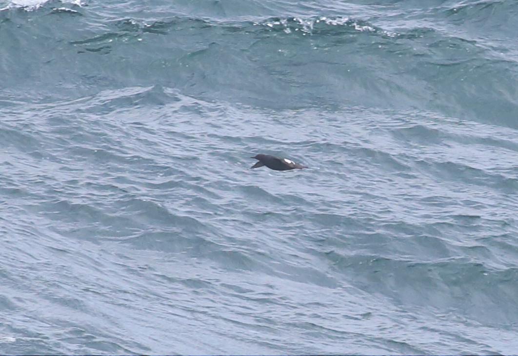 Pigeon Guillemot - ML57202501