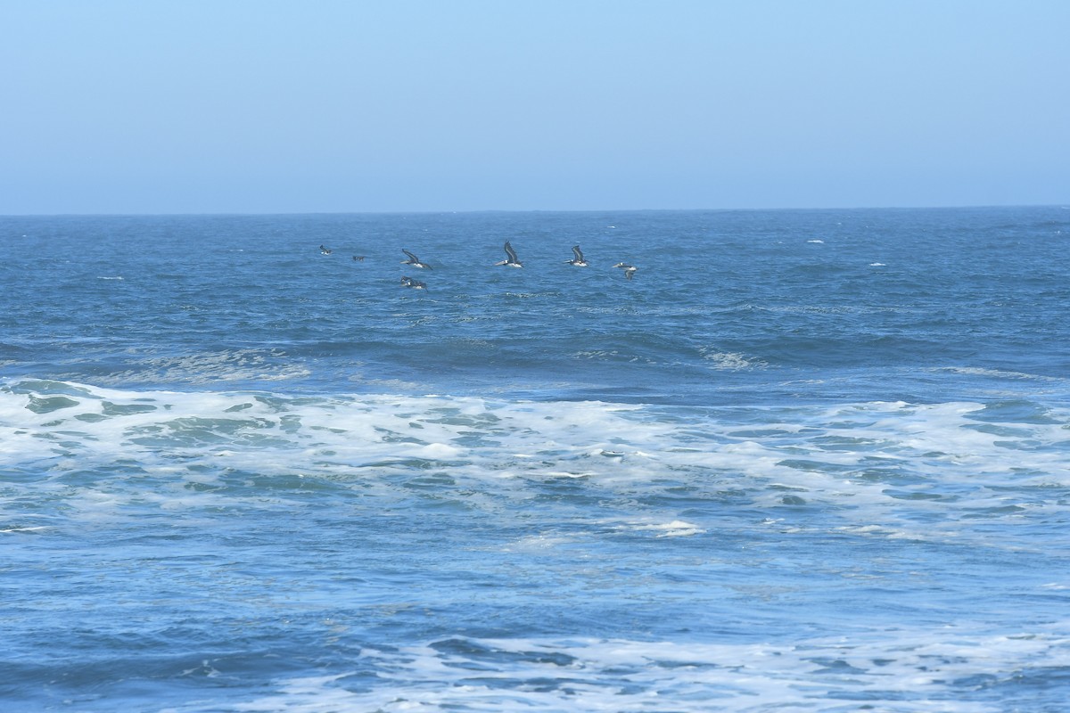 Peruvian Pelican - ML572025141