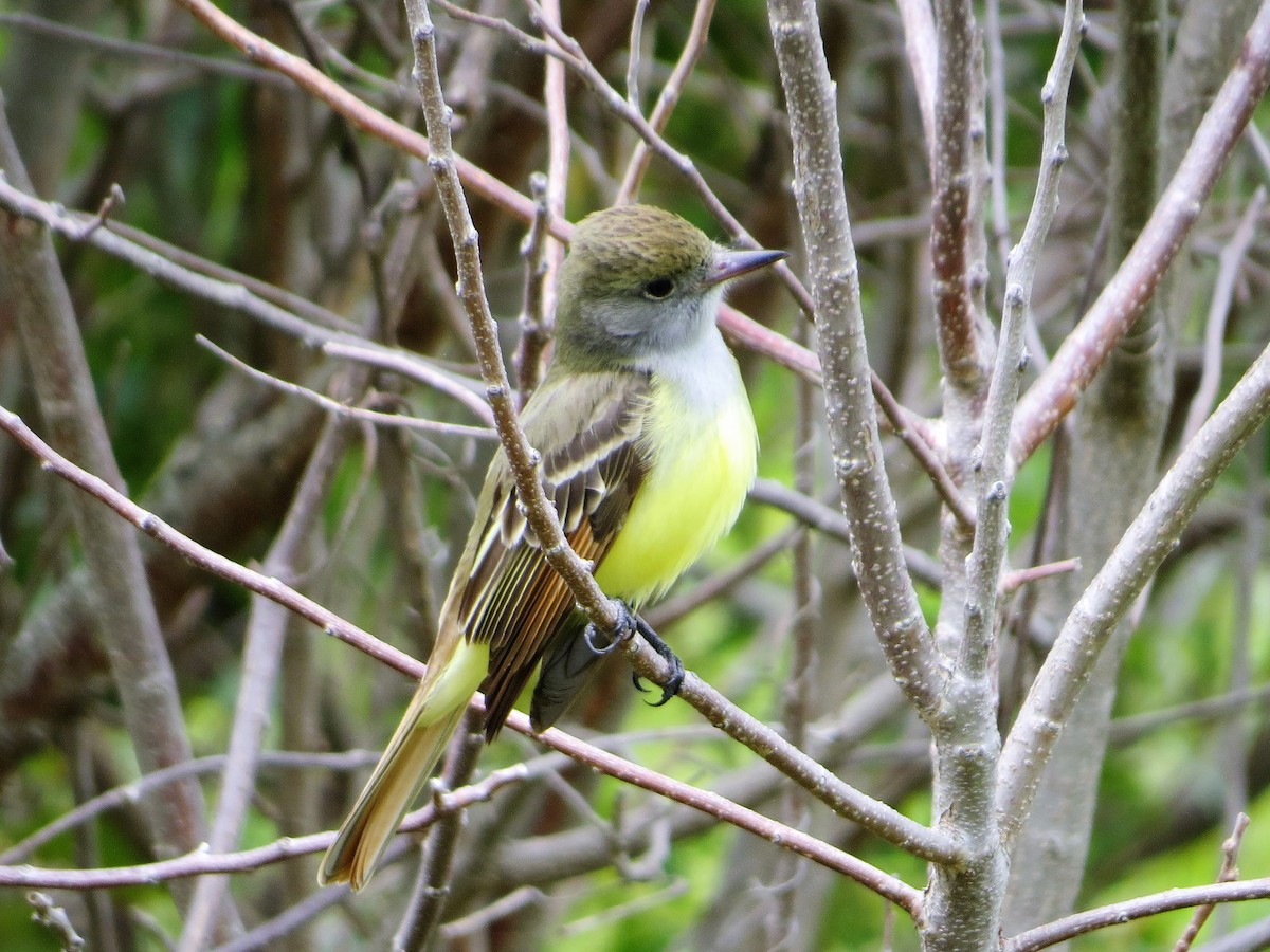 Great Crested Flycatcher - ML57202521