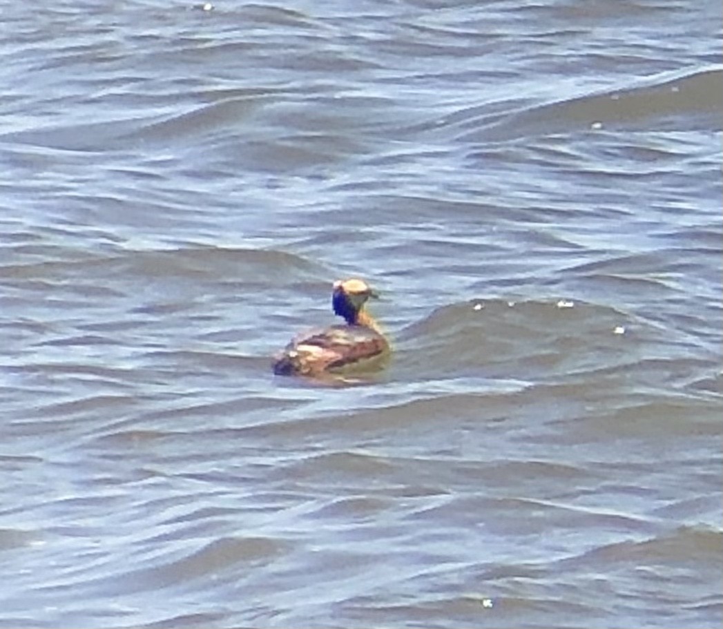 Horned Grebe - ML572027481