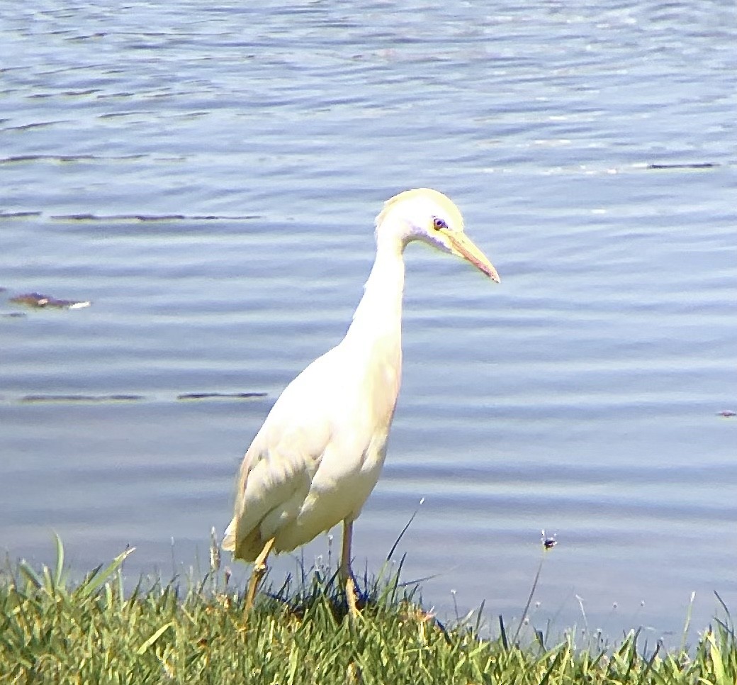 Western Cattle Egret - ML572027671