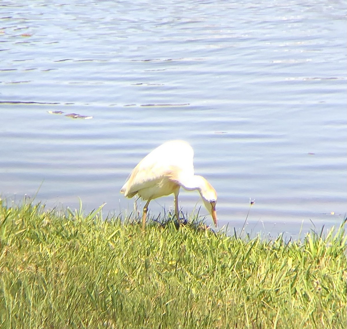 Western Cattle Egret - KZ F