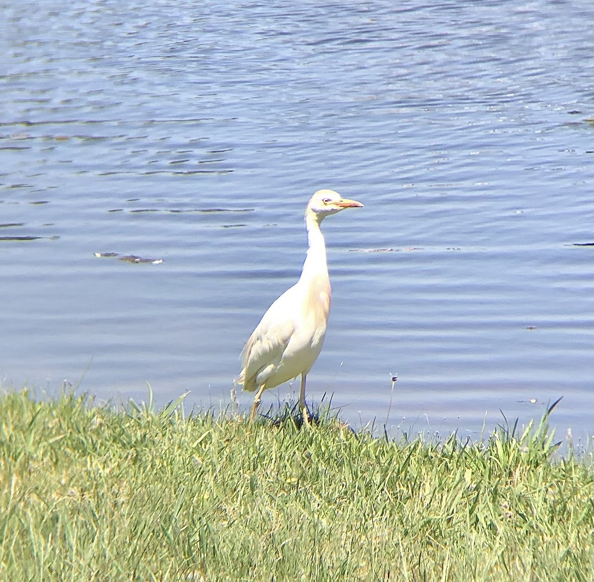 Western Cattle Egret - ML572027691