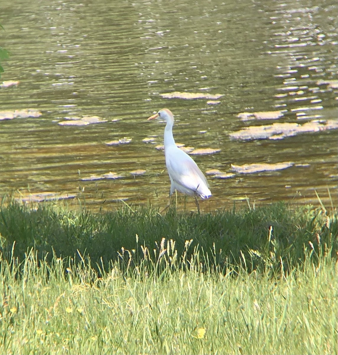 Western Cattle Egret - ML572027781