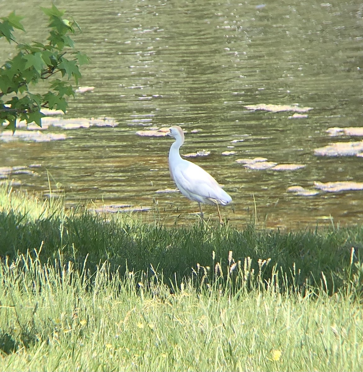 Western Cattle Egret - KZ F