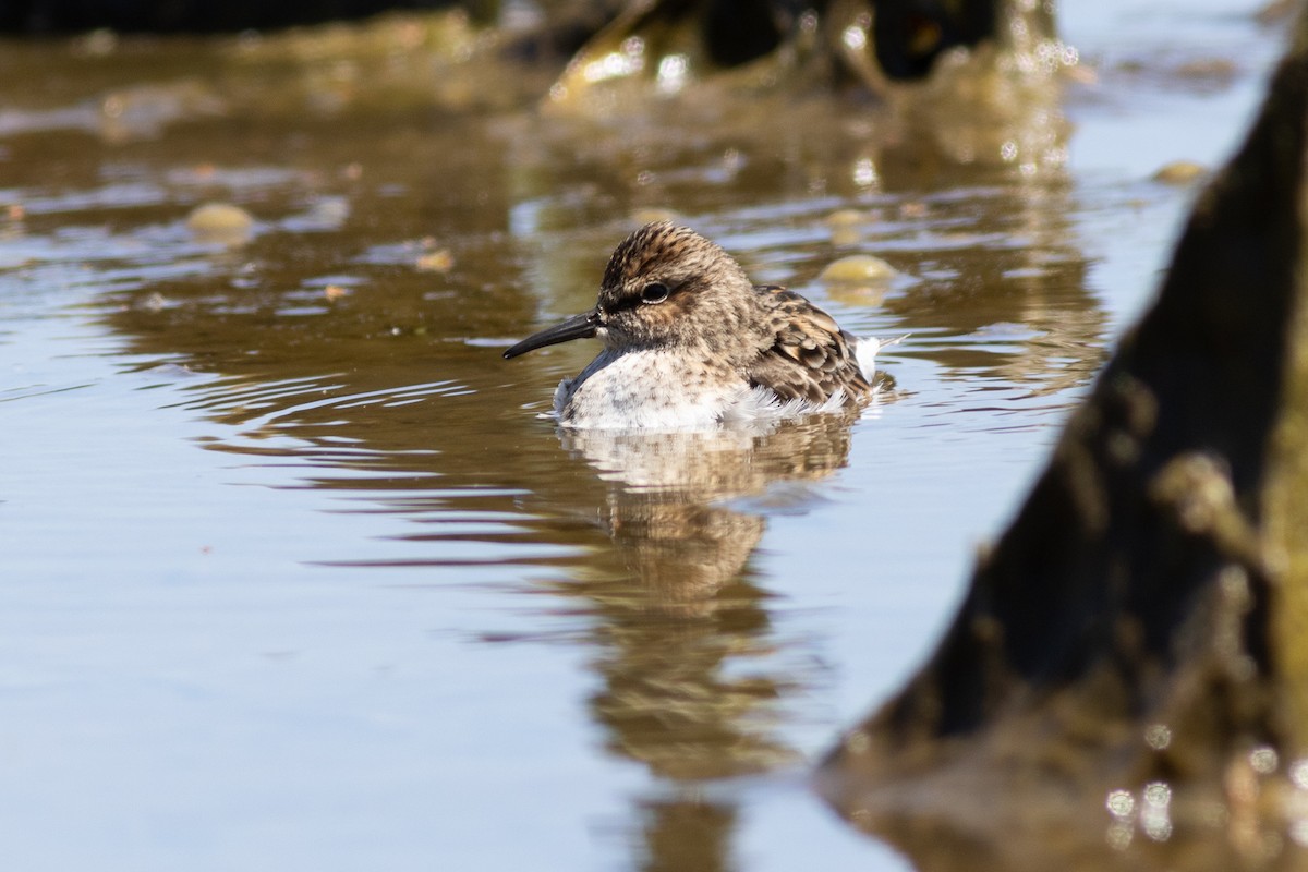 Least Sandpiper - ML572028241