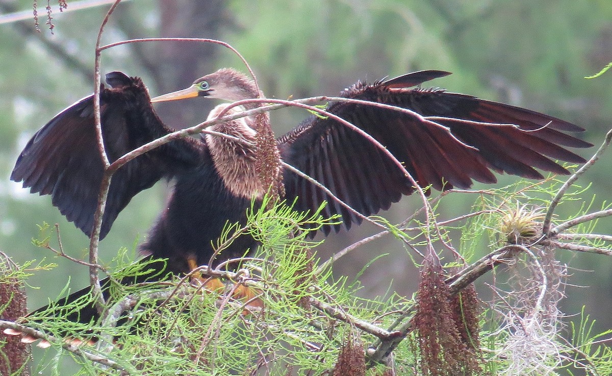 Anhinga Americana - ML57202851