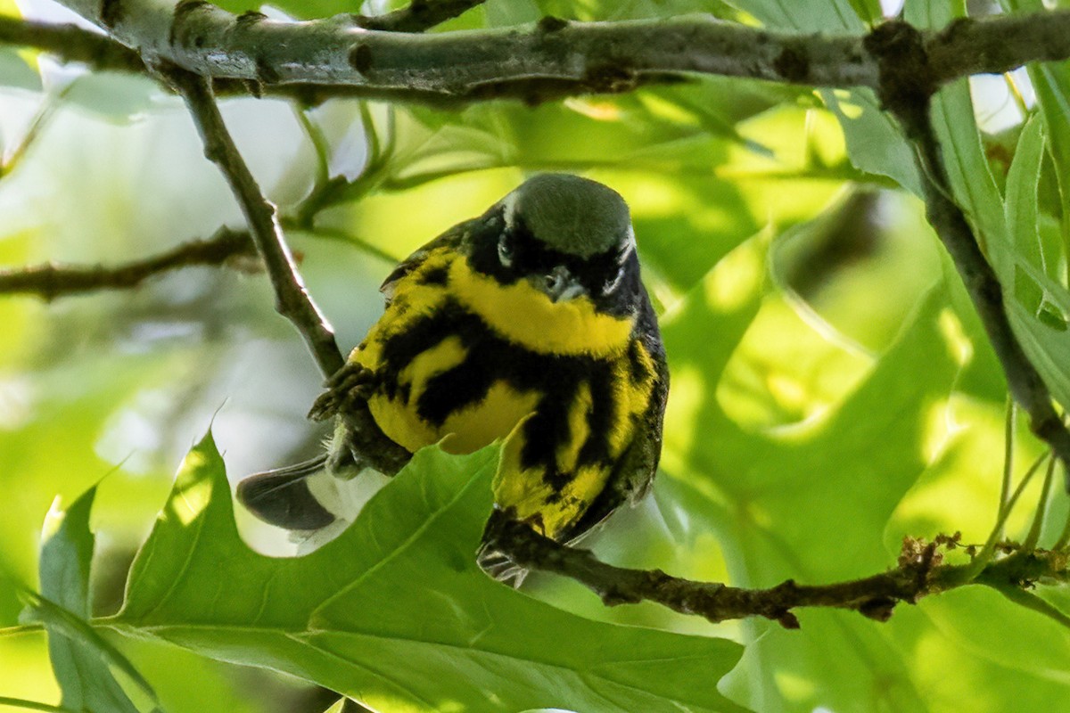 Magnolia Warbler - Megan Taggart