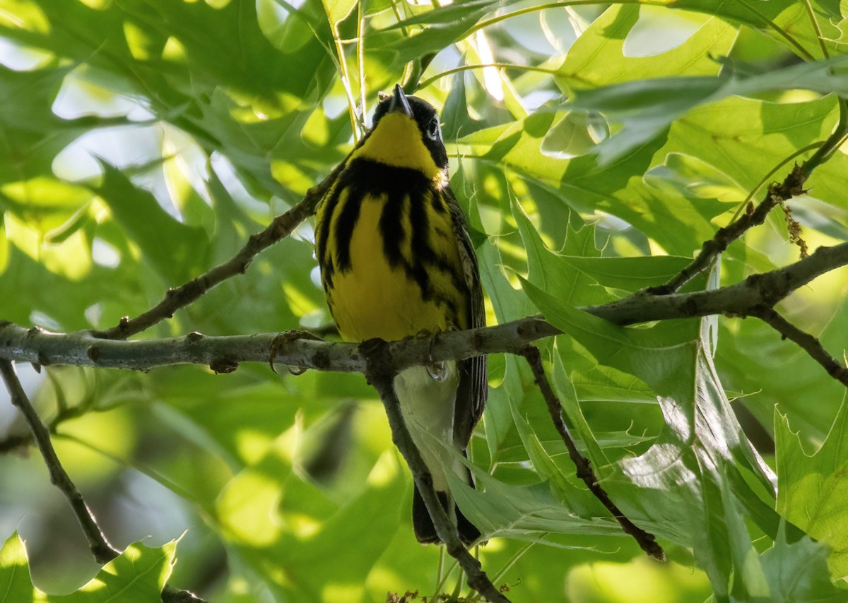 Magnolia Warbler - Megan Taggart