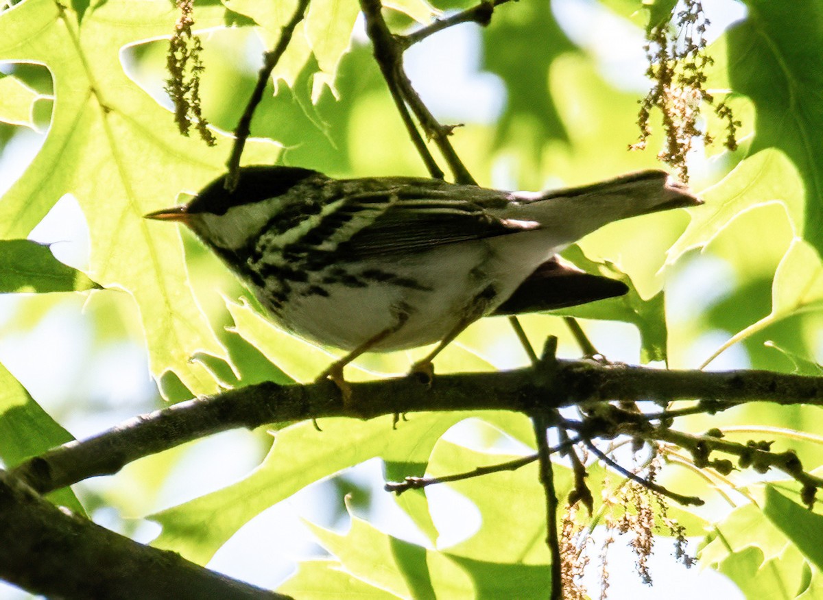 Blackpoll Warbler - ML572029451