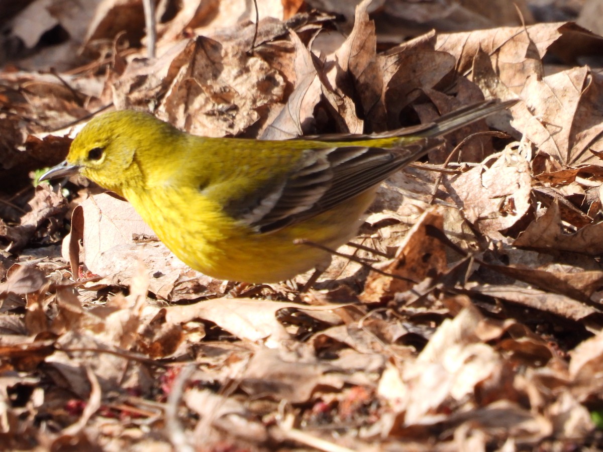 Pine Warbler - ML572029641