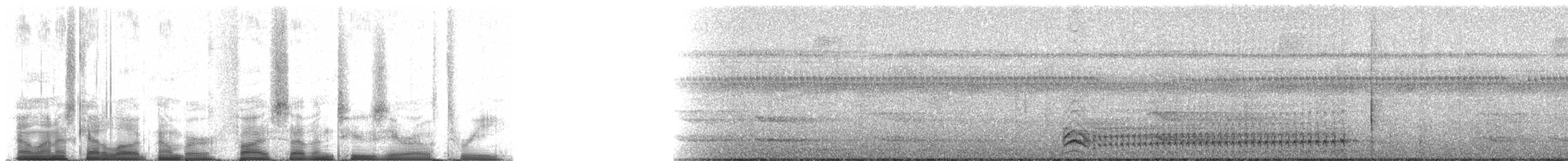 svartnakkemaurvarsler - ML57203