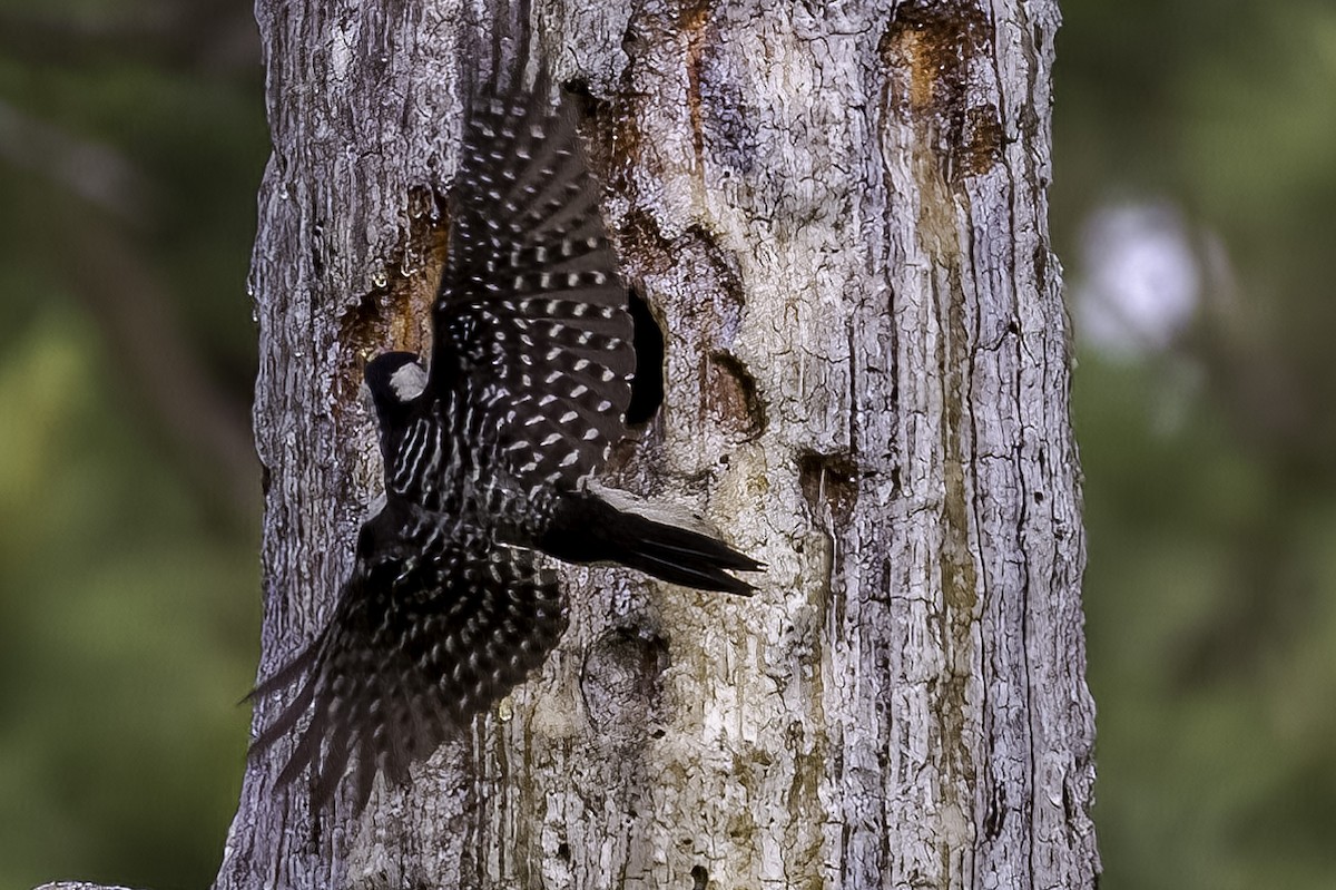 Red-cockaded Woodpecker - Keith Kennedy